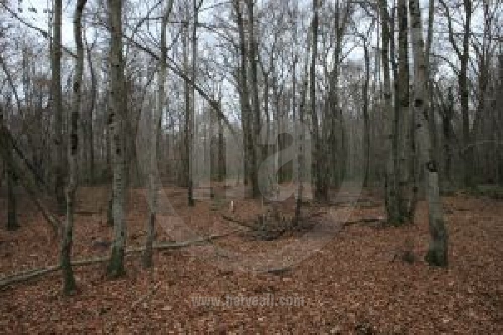 La Chasse / The Hunting 0908