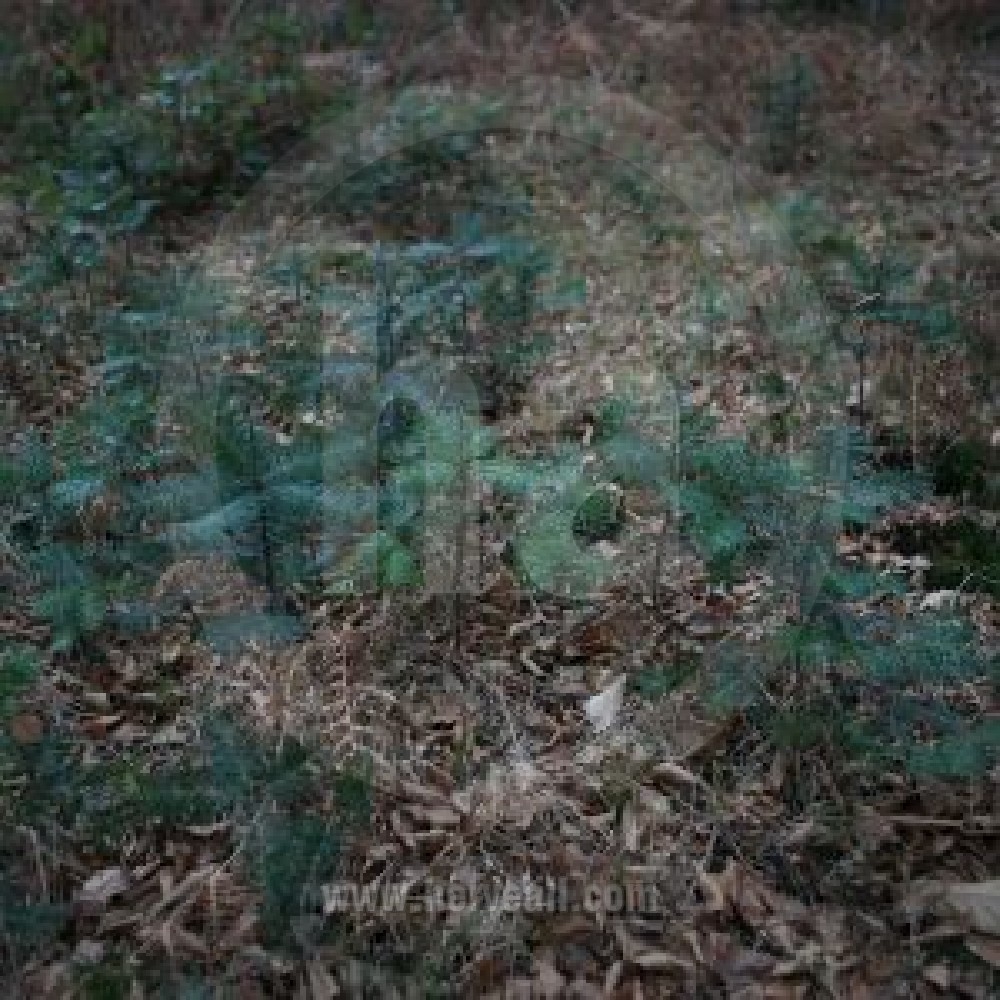 La Chasse / The Hunting 1082