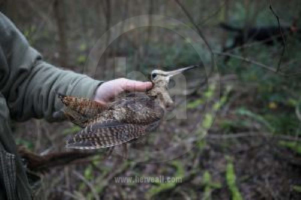 La Chasse / The Hunting 1248